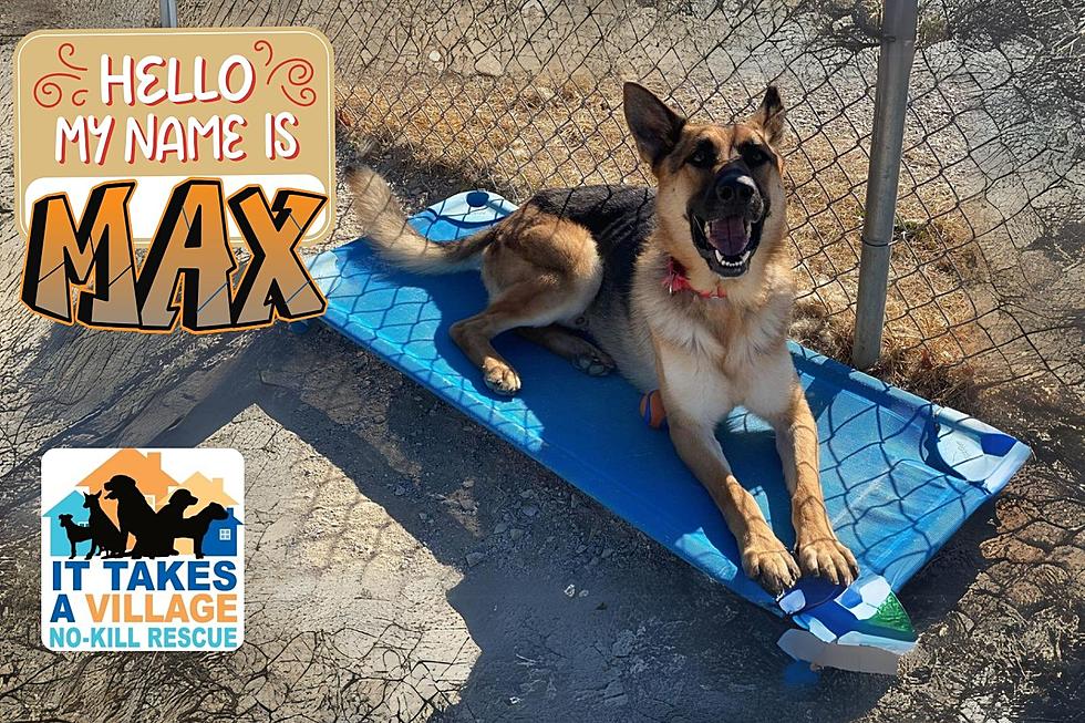 Love and Loyalty to the ‘Max’ German Shepherd Ready for a Furever Home