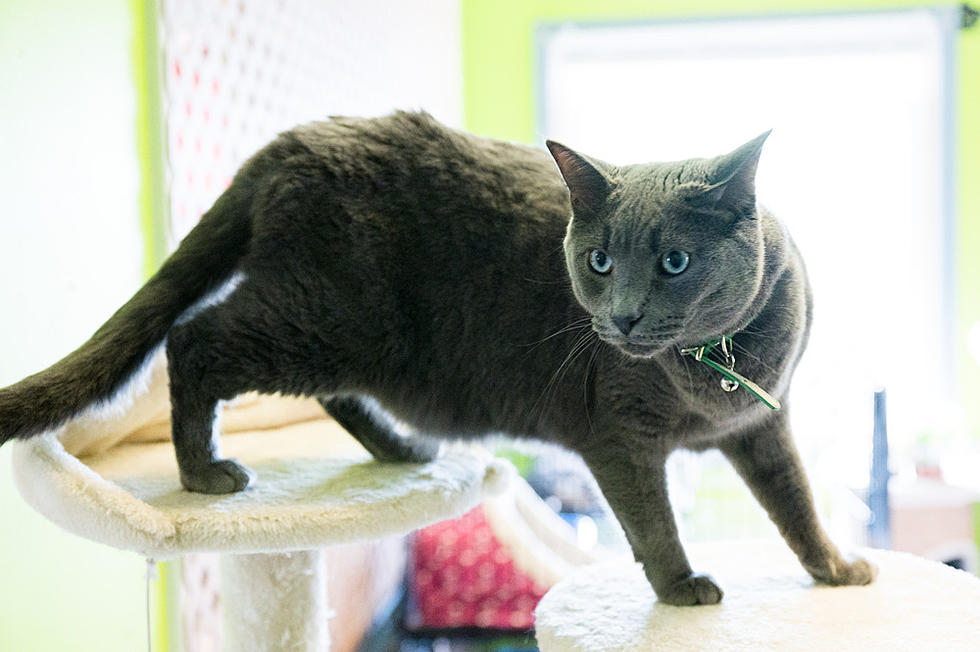 "MERCURY" is Out of This World and Is Ready to Be Adopted