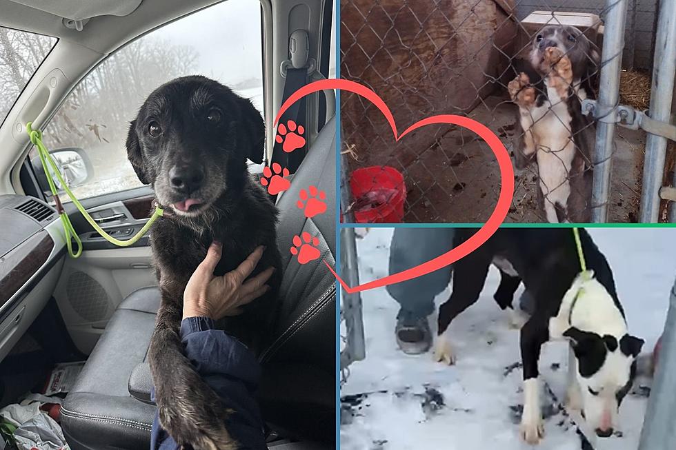 Volunteers Rescue Overcrowded Dogs From Freezing Conditions In Kentucky