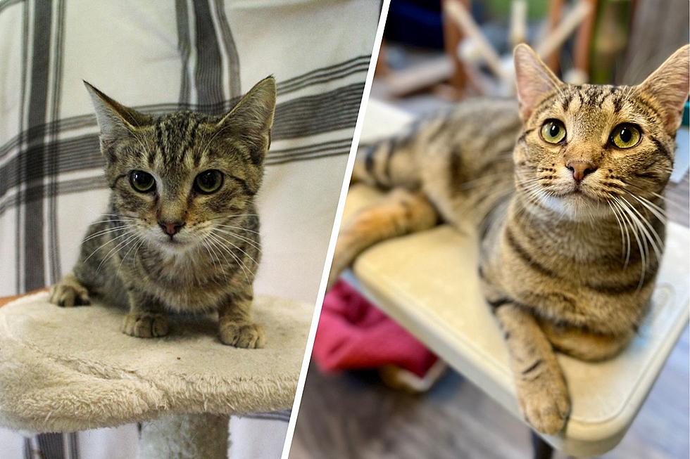 Adoptable Kitten is Perfect Addition to a Feline-Loving Home