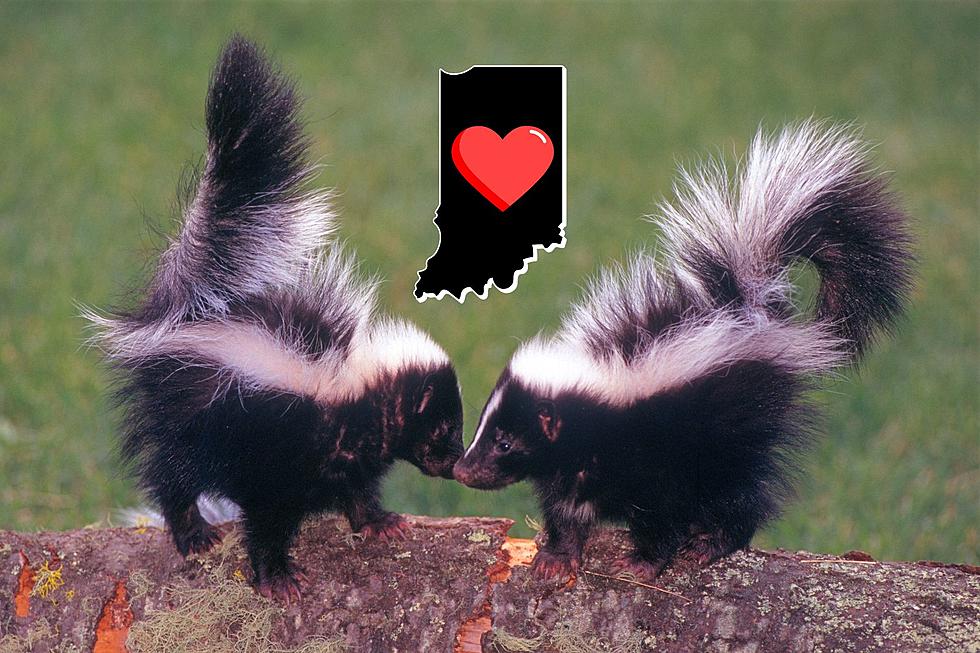 It’s Skunk Mating Season in Indiana and the Scent of Love is in the Air