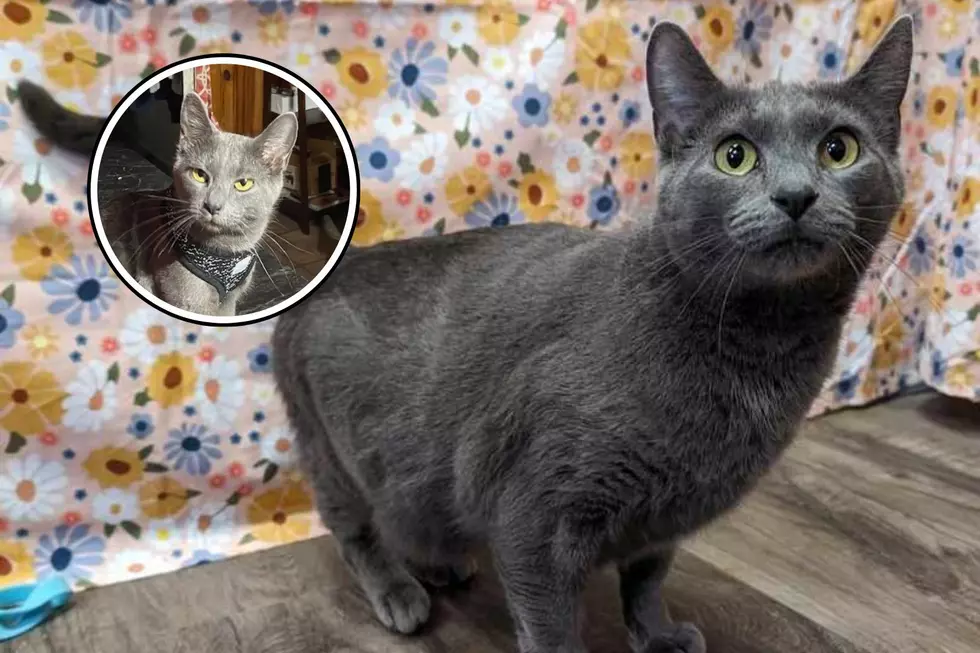 FREE Pet Adoption: Confident and Friendly Indiana Kitty Needs Loving Forever Home
