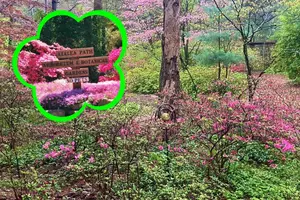 Indiana's Must-See Hidden Gem Azalea Path is Now Blooming