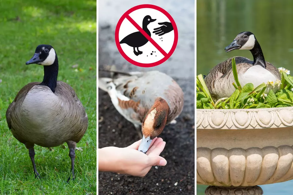 Is It Legal to Destroy Canadian Geese Eggs or Nests in Indiana?