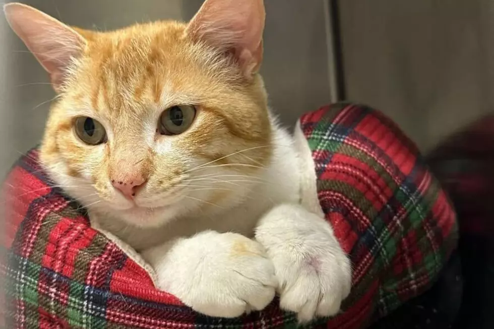 Bow Down to Our Regal Pet of the Week – SIR FOOT