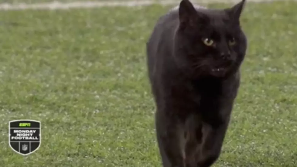 [LISTEN] Cat On The Field During Monday Night Football