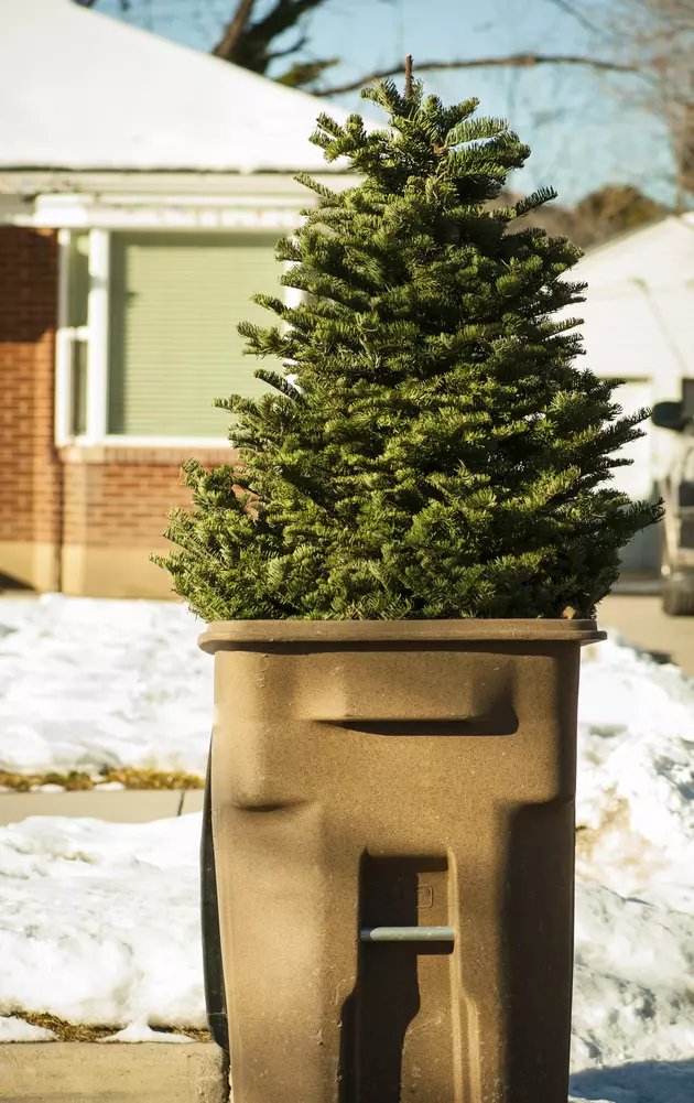 Christmas Tree Disposal Pickups Are This Week