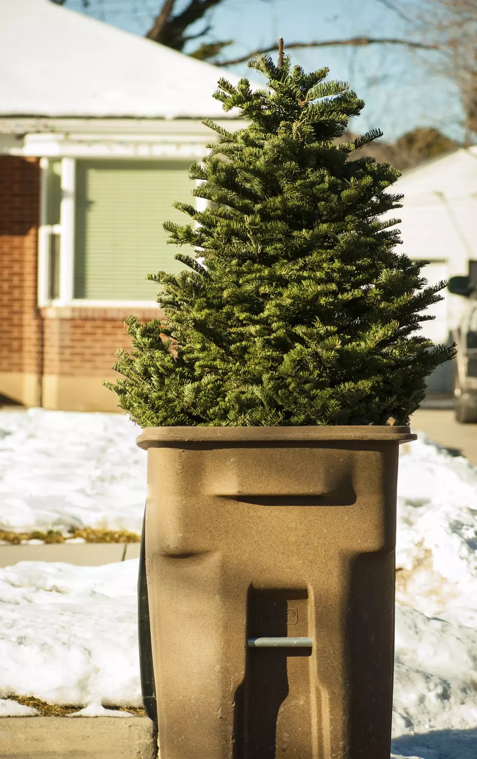 Quad Cities Pickup Dates for Christmas Trees