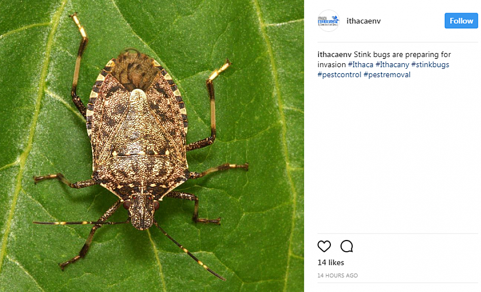 Stink Bugs Are On the Rise In The Quad Cities