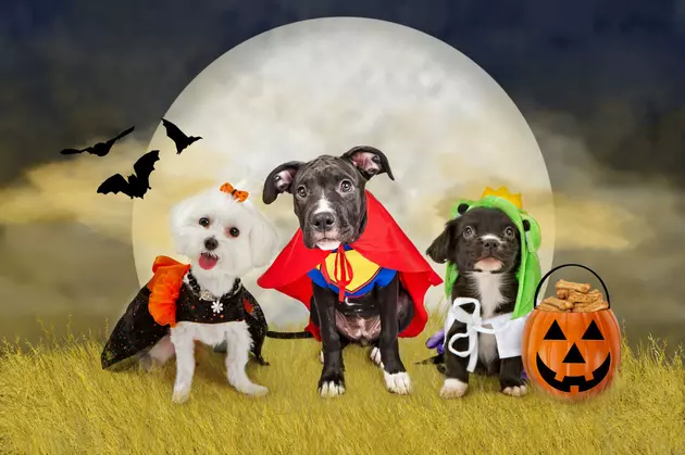 Show Us Your Pet&#8217;s Halloween Costume and Win!