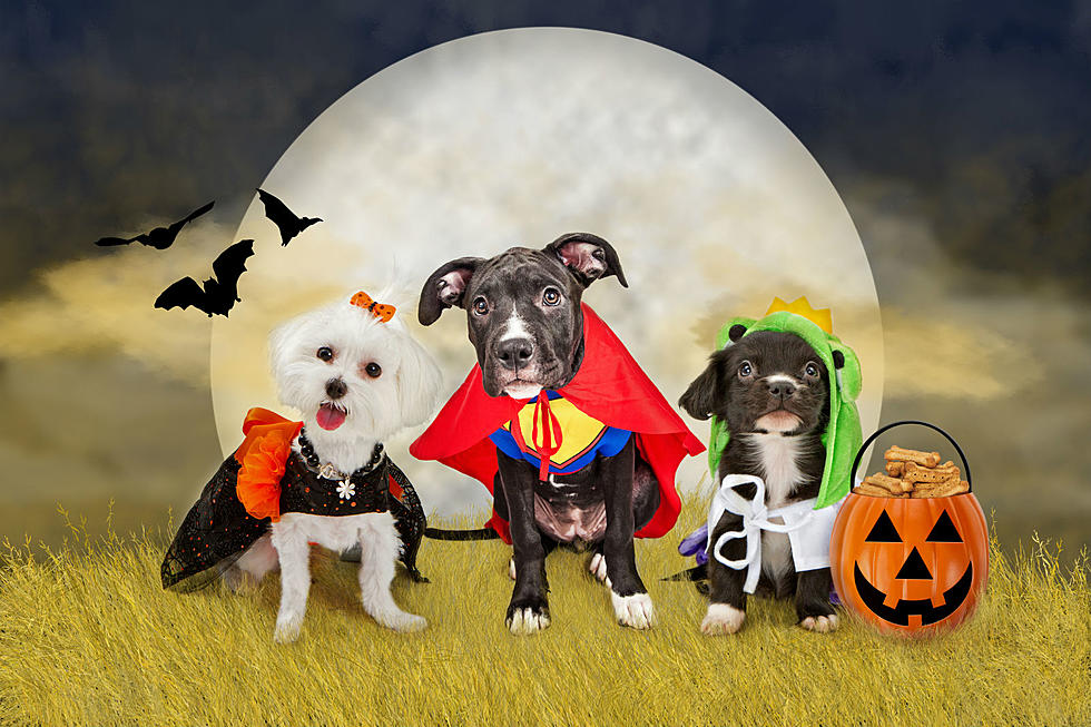 Show Us Your Pet's Halloween Costume and Win! 