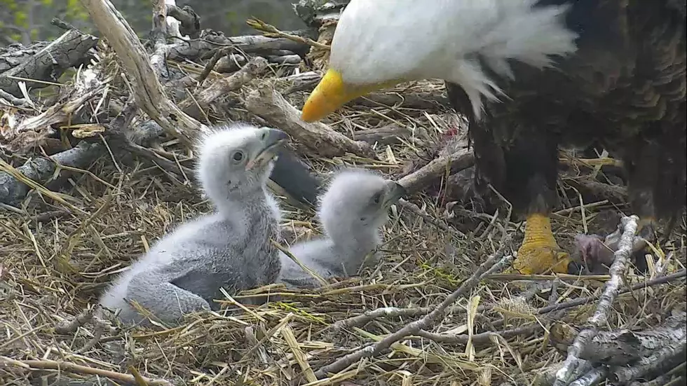 Help Name the Quad Cities Most Famous Baby Eagles
