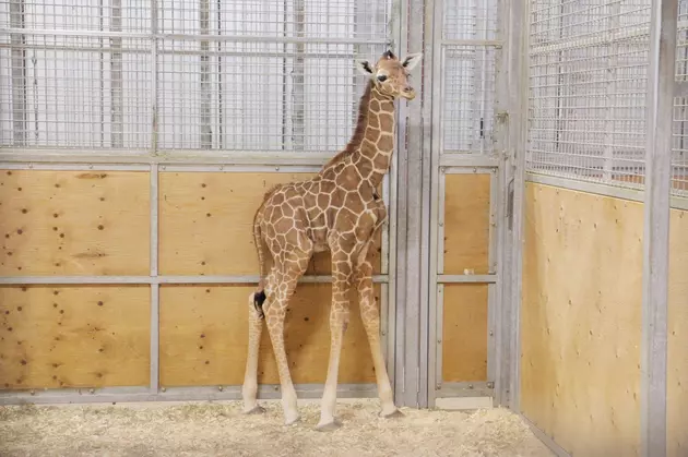Iowa Zoo Announces Birth of Baby Giraffe