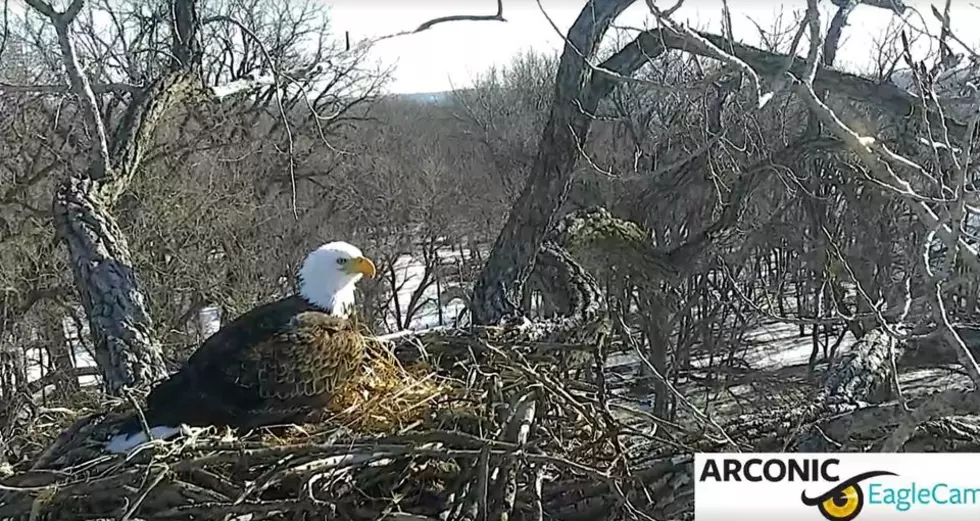 Quad City Arconic Eagle Lays First Egg