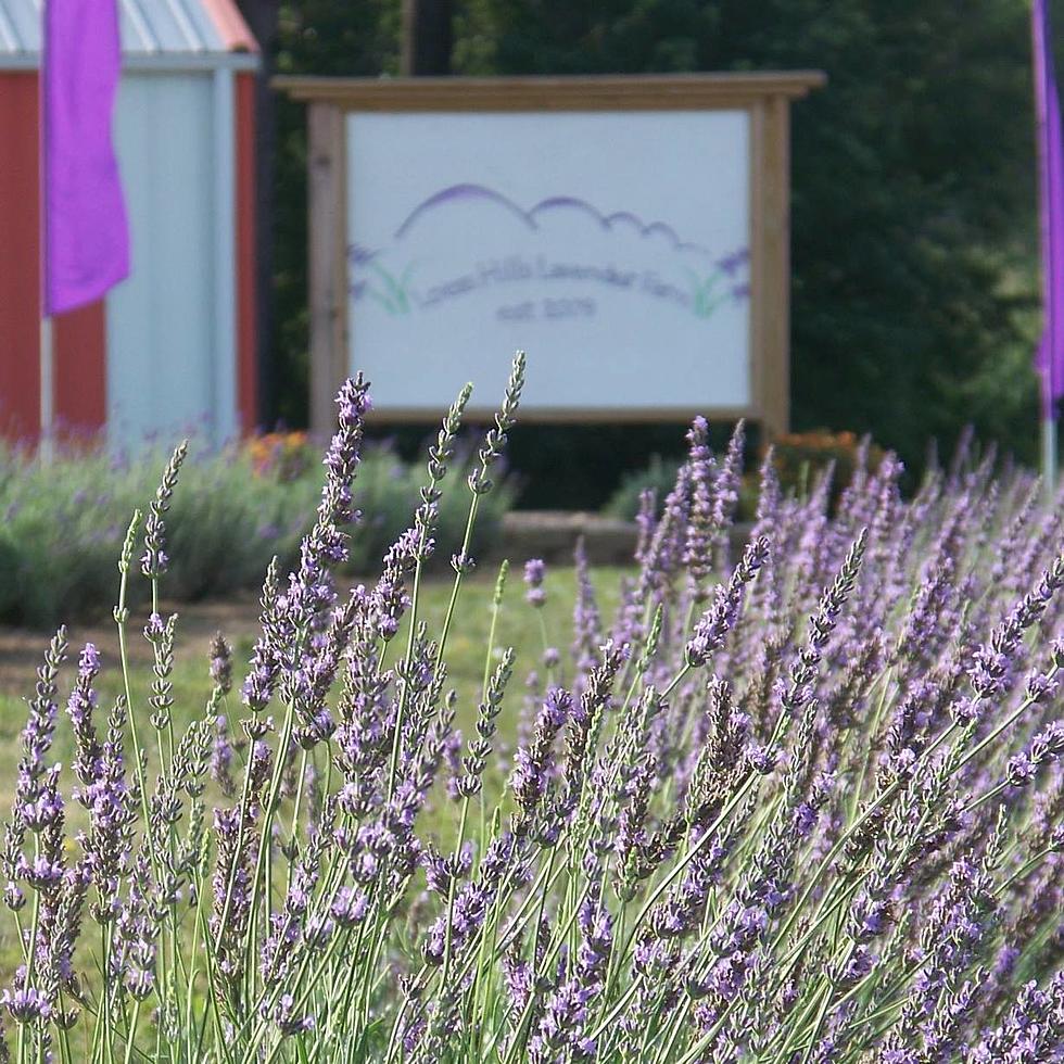 Iowa Lavender Festival Is Something You Shouldn’t Miss