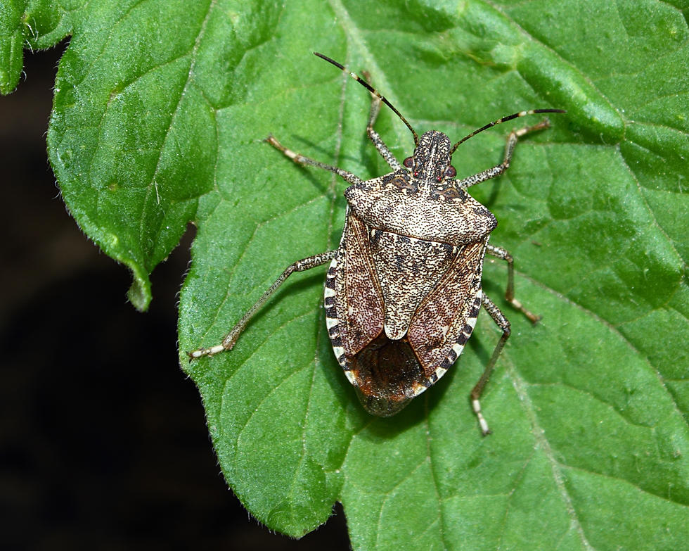 Stink Bugs Are Invading the Quad Cities-Here’s How to Get Rid of Them