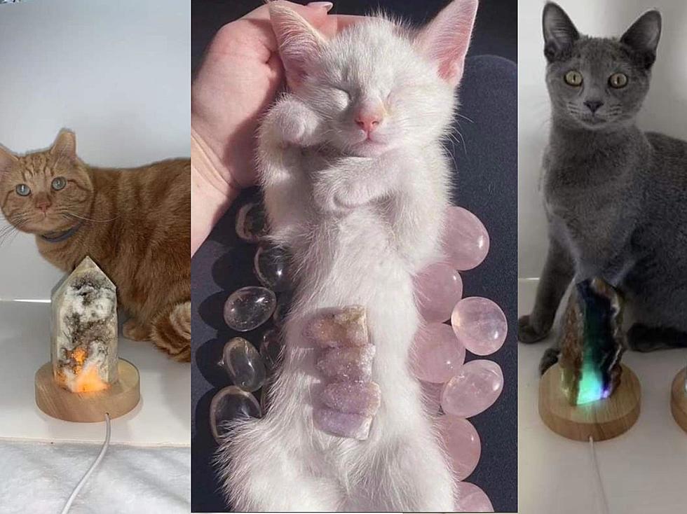See How This Iowa Family Was Inspired By Crystals To Help Cats