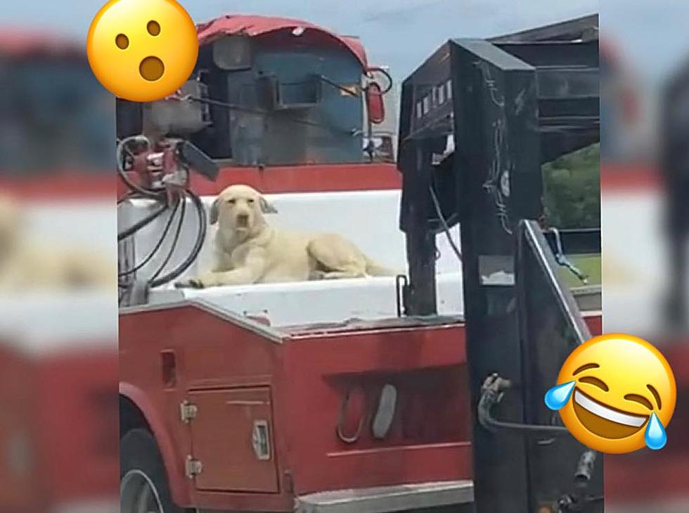 Iowa Dog Cruises Down Interstate [Watch]