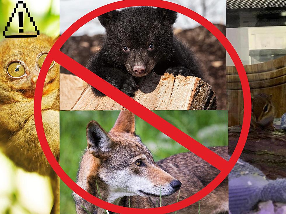 8 Banned Pets In The Quad Cities