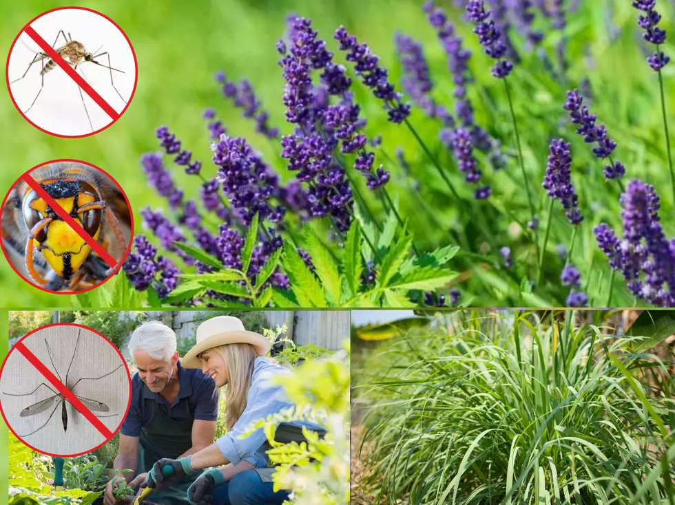 Do Plants Really Keep The Bugs Away In The Summer?