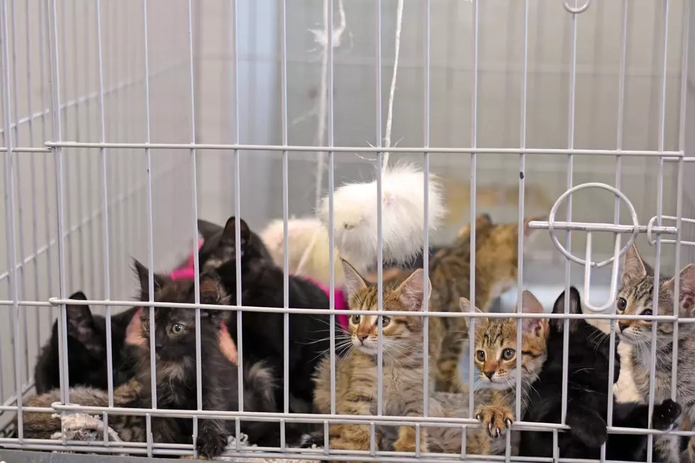 How You Can Help The Quad Cities During “Kitten Season”