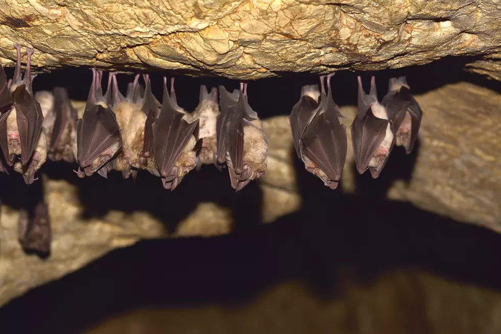 You Could See 9 Different Species Of Bats In Iowa