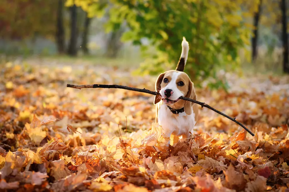 Don’t Miss The Fall Doggie Fest In Rock Island This Weekend