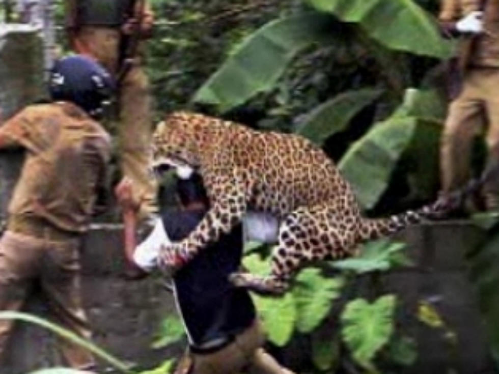 Leopard Attacks and Injures 11 People in India [VIDEO]
