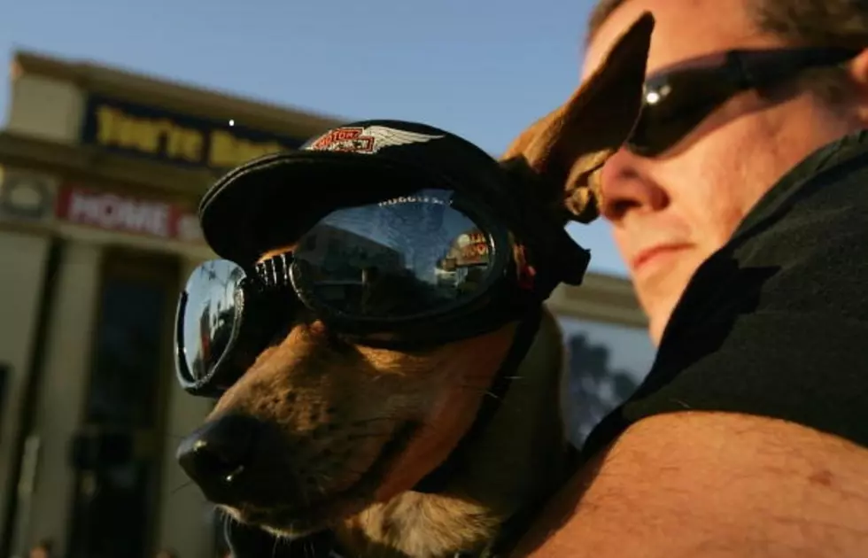 Man Teaches His Dog To Ride On A Motorcycle [Video]