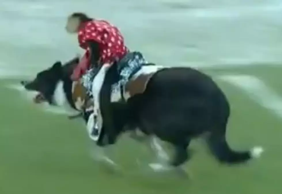 Monkey Riding A Dog at NFL Game [VIDEO]