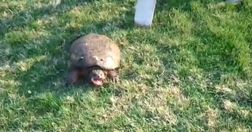 Eric Zane’s Encounter With A Giant Turtle [VIDEO]