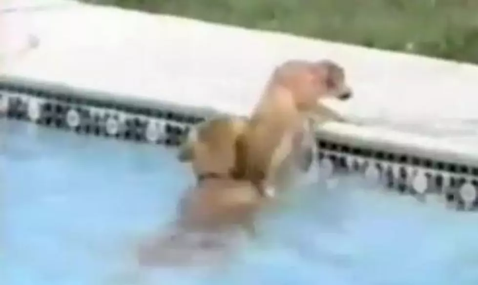 Dog Saves Puppy From Pool In Most Adorable Rescue Ever [VIDEO]
