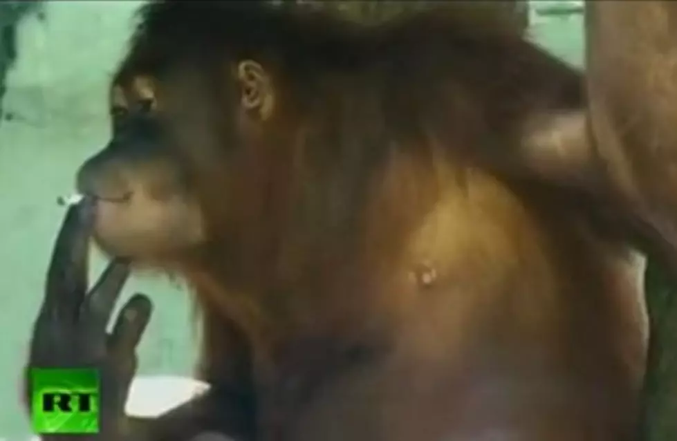 Meet Tori, The Smoking Orangutan [VIDEO]