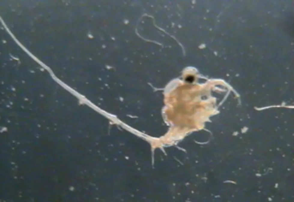 Spiny Water Flea Discovered In Lake George