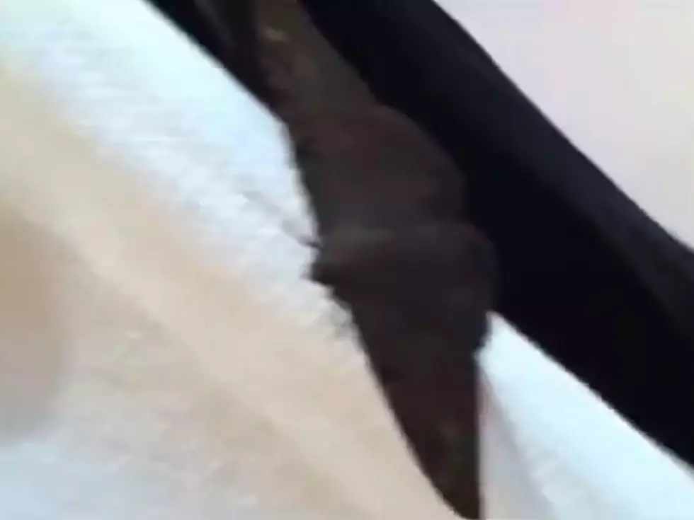 Large Moth Scares Grown Man Into Screaming Like A Little Girl [NSFW]