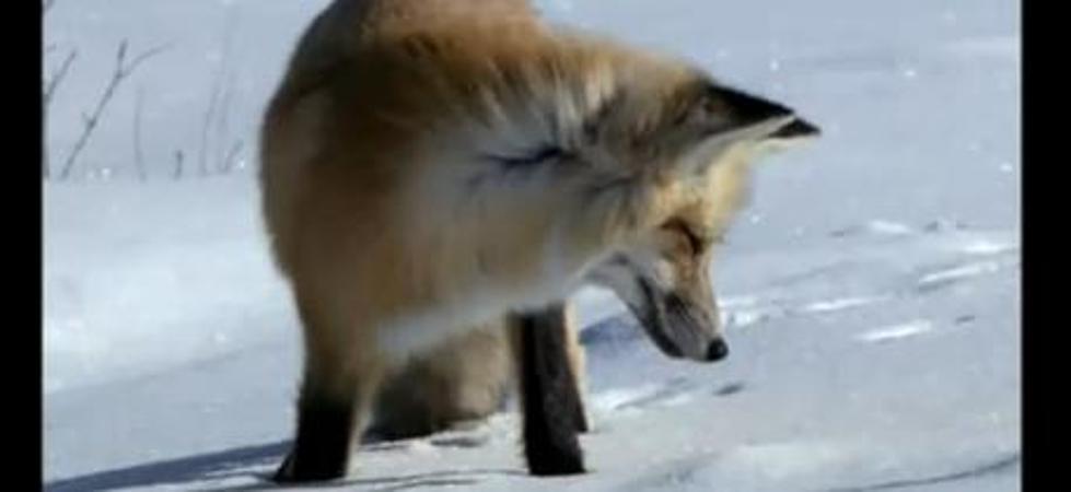 Fox Tries To Eat Child In Saratoga