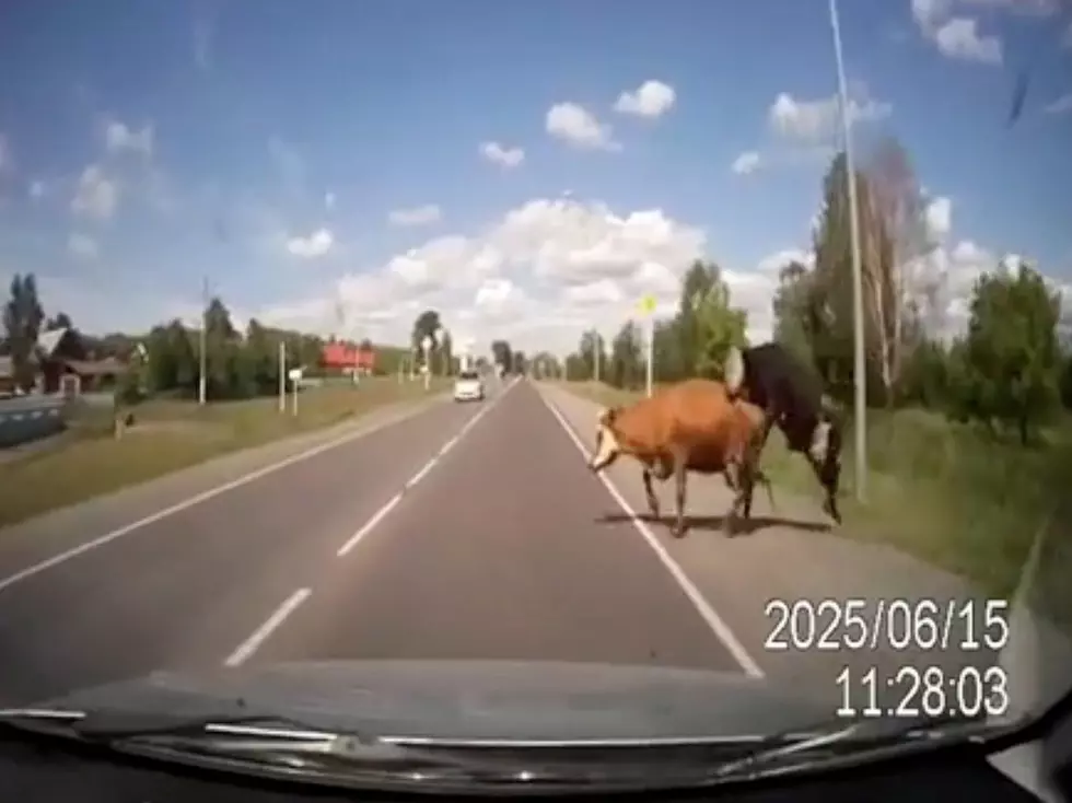 Russian Interrupts Cow Sex With His Car