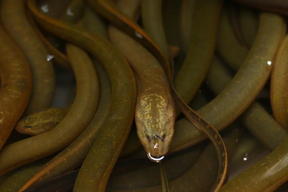 Eel Climbs Into Man’s Penis And Into His Kidney