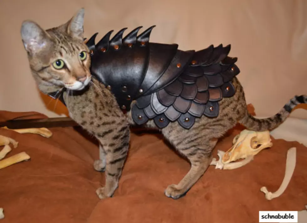 Cat Battle Armor Is So Hot Right Now [PHOTOS]