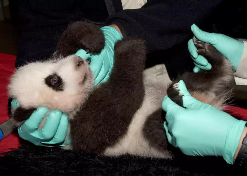 Panda Puppies Are The Hot Thing In China Right Now [PHOTOS]