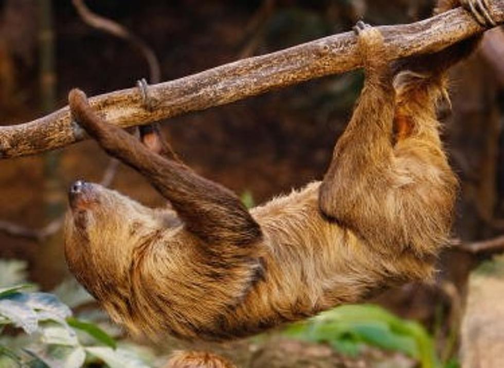 Enjoy A Bunch Of Baby Sloths In a Bath [VIDEO]