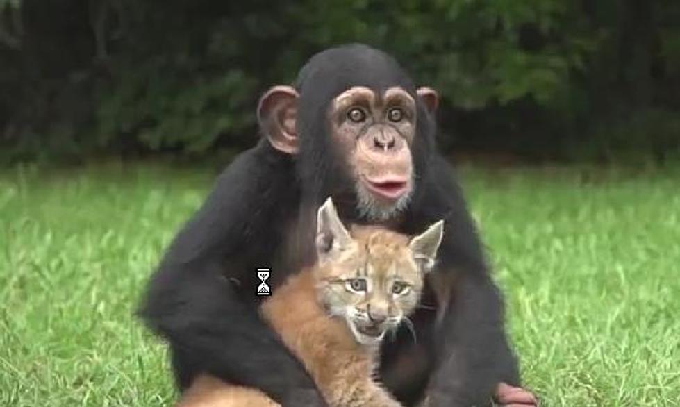 Happy Monday: Here Is A Baby Chimp And a Lynx [VIDEO]