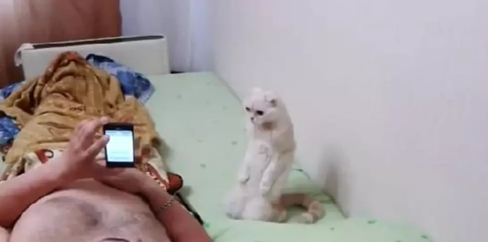 Russian Cat Stands For National Anthem [VIDEO]