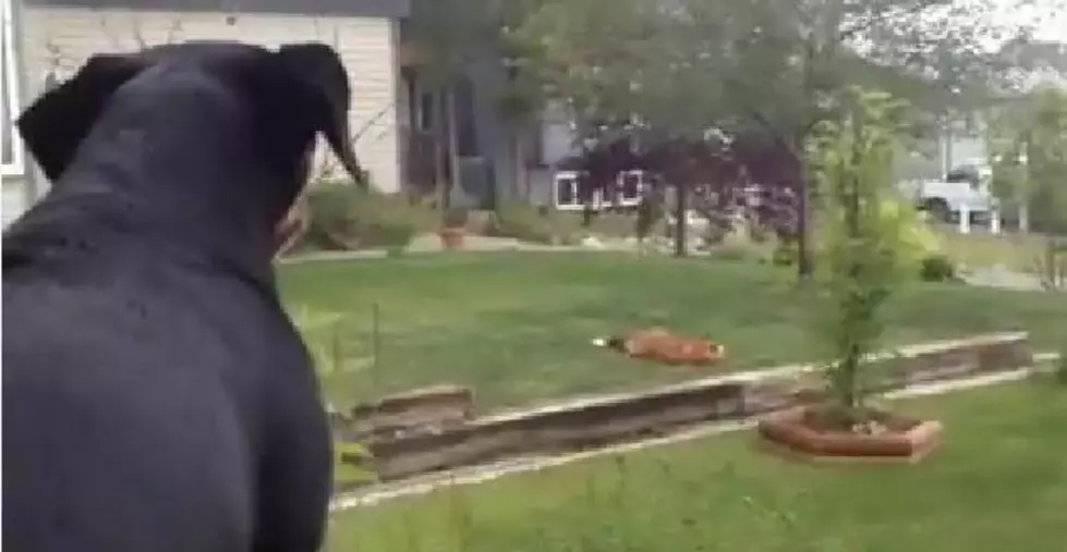 Fox Taunts Dog By Stealing His Toy [VIDEO]
