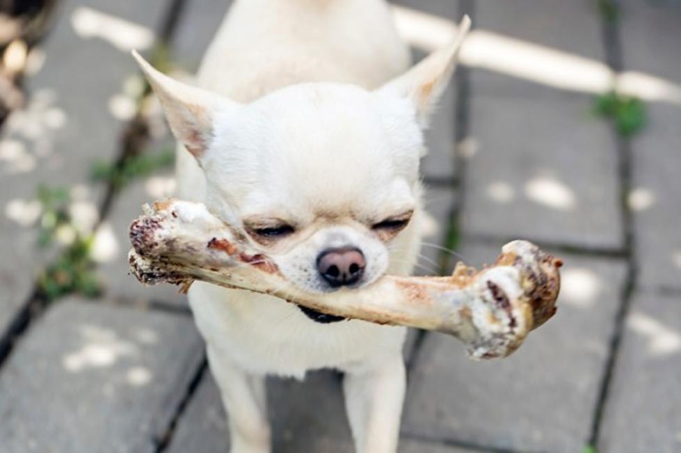 Dog Finds Human Bone In Salem NY Cemetery