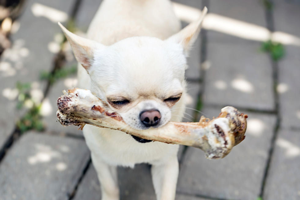 Dog Finds Human Bone