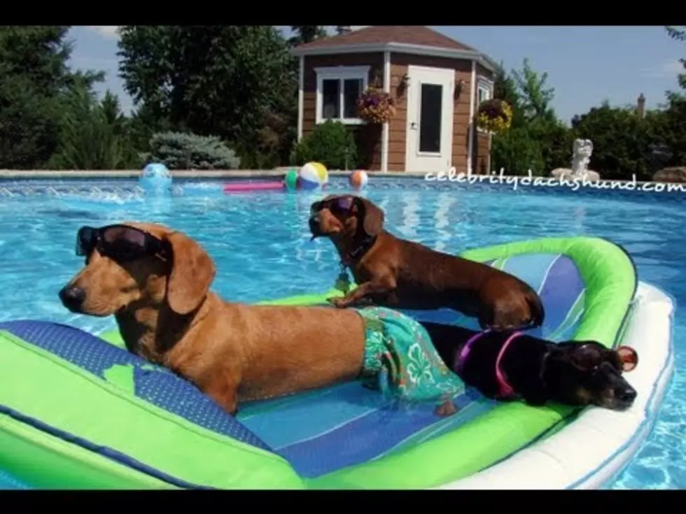 Wiener Dogs Wearing People Bikinis at a Pool Party [VIDEO]