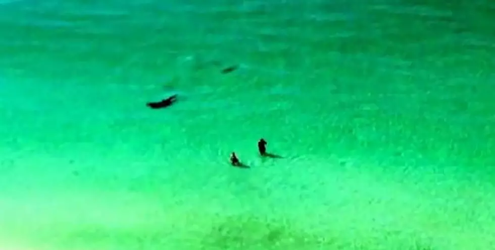 Giant Hammerhead Shark Attacks Stingray Next To Swimmers [VIDEO]