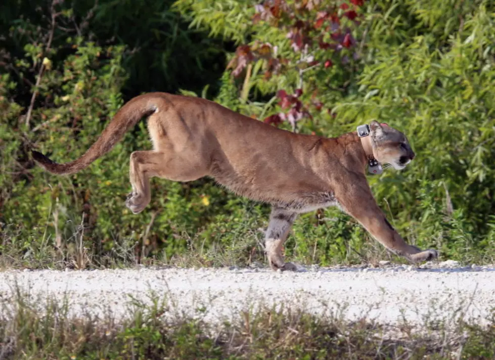 Possible Mountain Lion Spotted Near Cambridge, NY