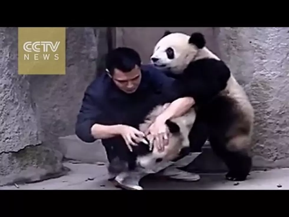 Baby Panda ‘Battle Royale’ [VIDEO]